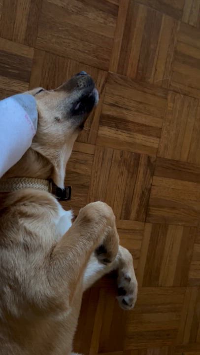 Enlarge George, a Adoptable mixed breed in Lufkin, TX video 5/5