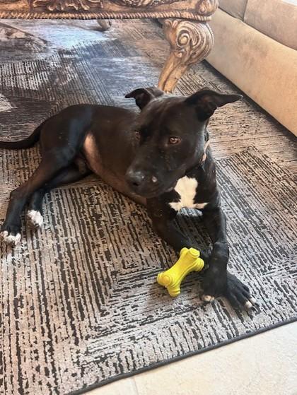 Enlarge Boston, a Adoptable mixed breed in Gainesville, FL image 1/3