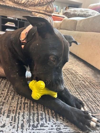 Boston, Adoptable, Adult Male Terrier & Mixed Breed.