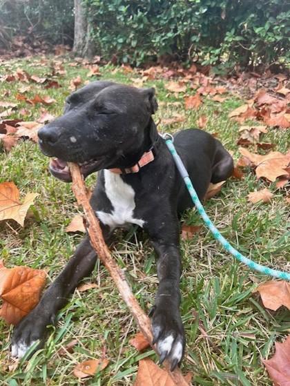 Enlarge Boston, a Adoptable mixed breed in Gainesville, FL image 3/3