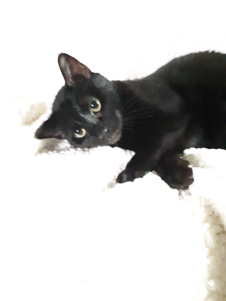 Romeo , a Adoptable Domestic Short Hair in Greensboro, NC image 1/2