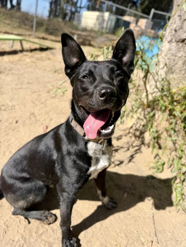 MASON, Adoptable, Young Male Labrador Retriever & Border Collie.
