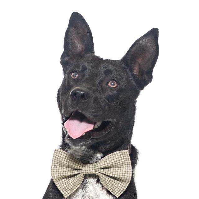Enlarge MASON, a Adoptable mixed breed in Santa Maria, CA image 1/1