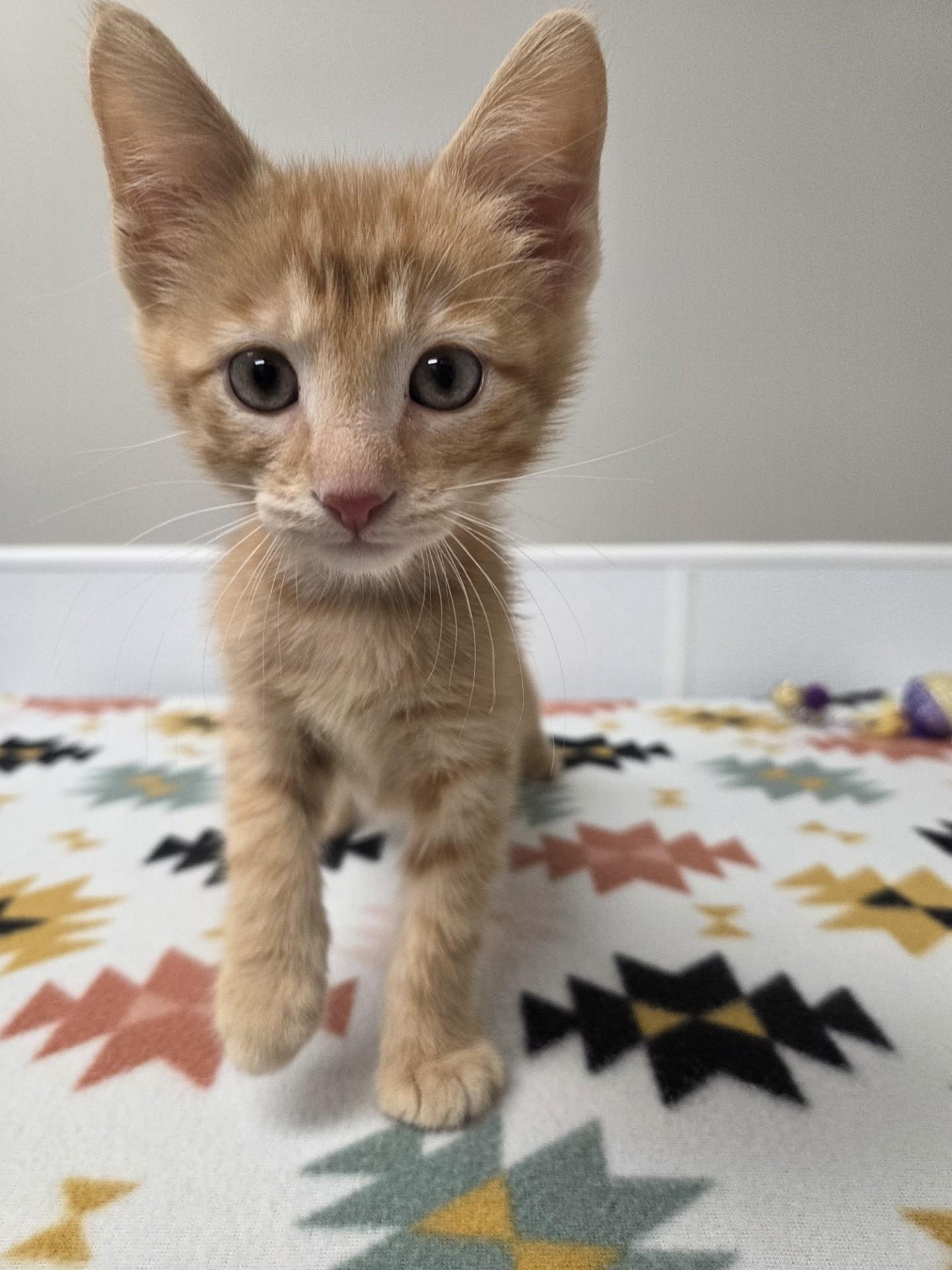 Enlarge Cloud, an adopted mixed breed in Shepherdsville, KY image 4/5
