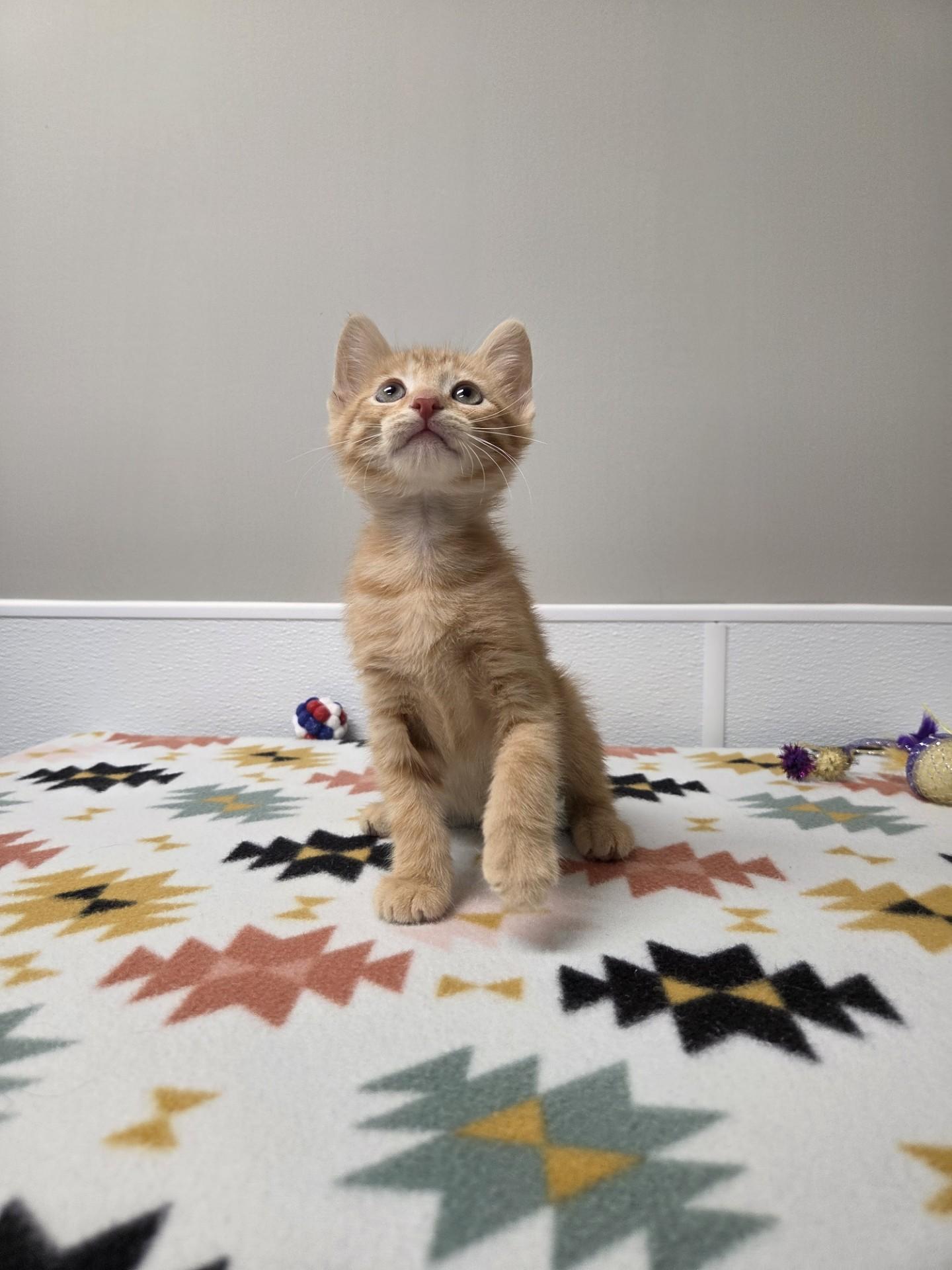 Enlarge Cloud, an adopted mixed breed in Shepherdsville, KY image 5/5