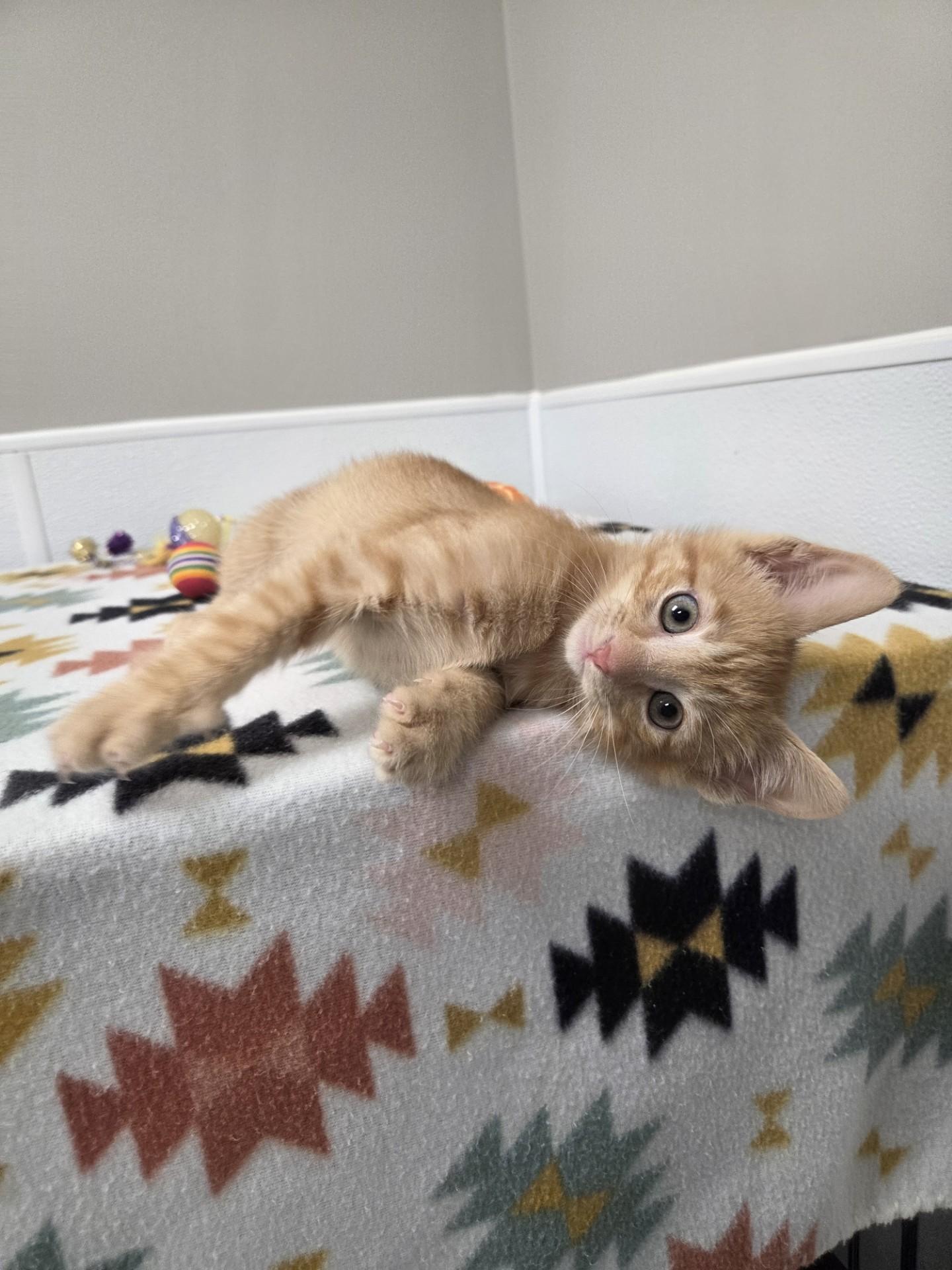Enlarge Cloud, an adopted mixed breed in Shepherdsville, KY image 3/5