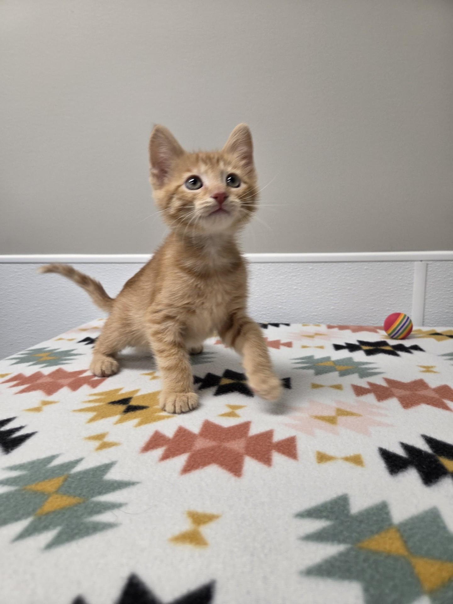 Enlarge Cloud, an adopted mixed breed in Shepherdsville, KY image 1/5