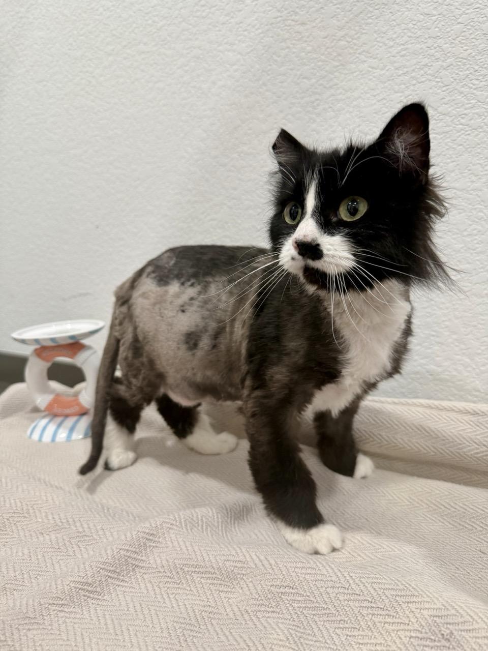 Reba, an adopted Domestic Long Hair in Las Vegas, NV image 2/2