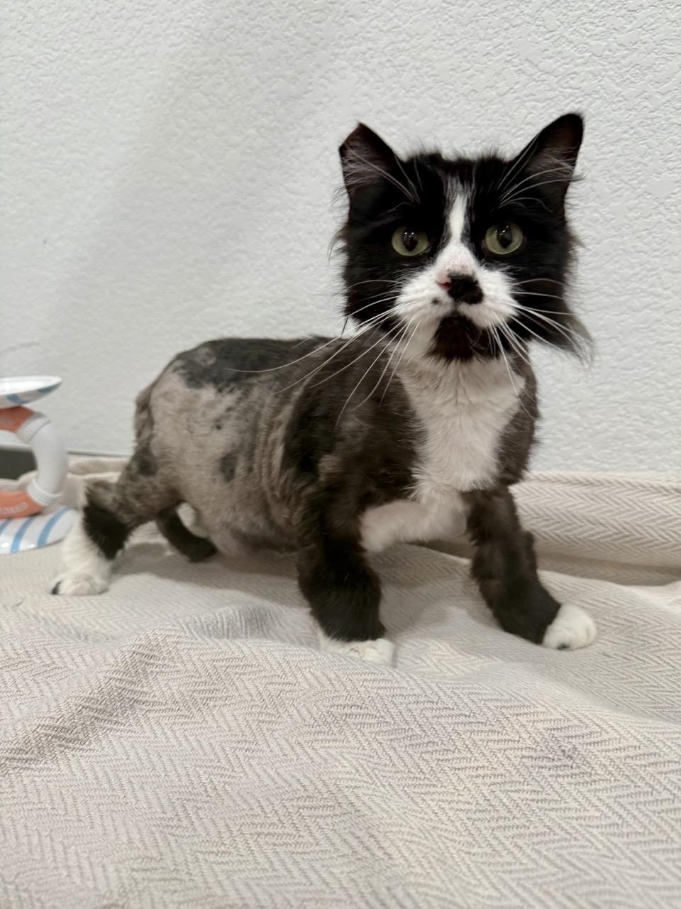 Reba, adopted, Young Female Domestic Long Hair.