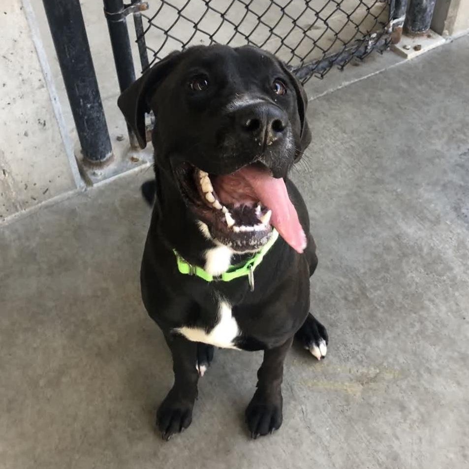 Sadie, adopted, Young Female Labrador Retriever.