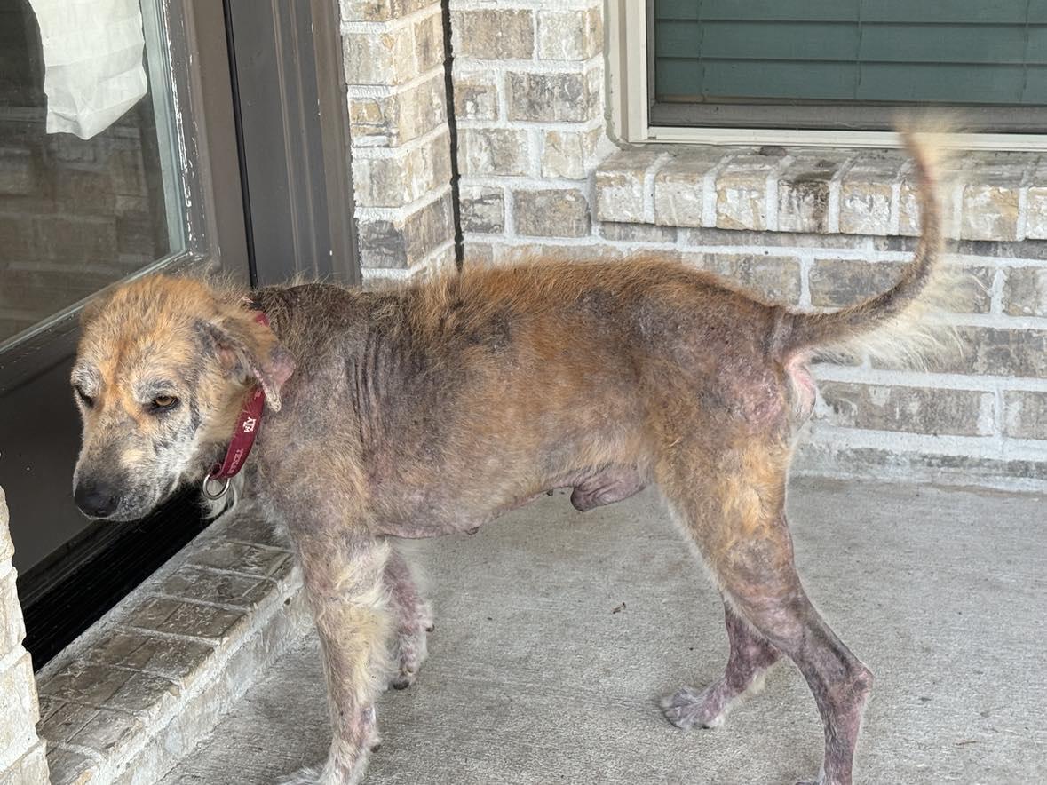Enlarge Oliver, a Adoptable mixed breed in Baltimore, MD image 6/6