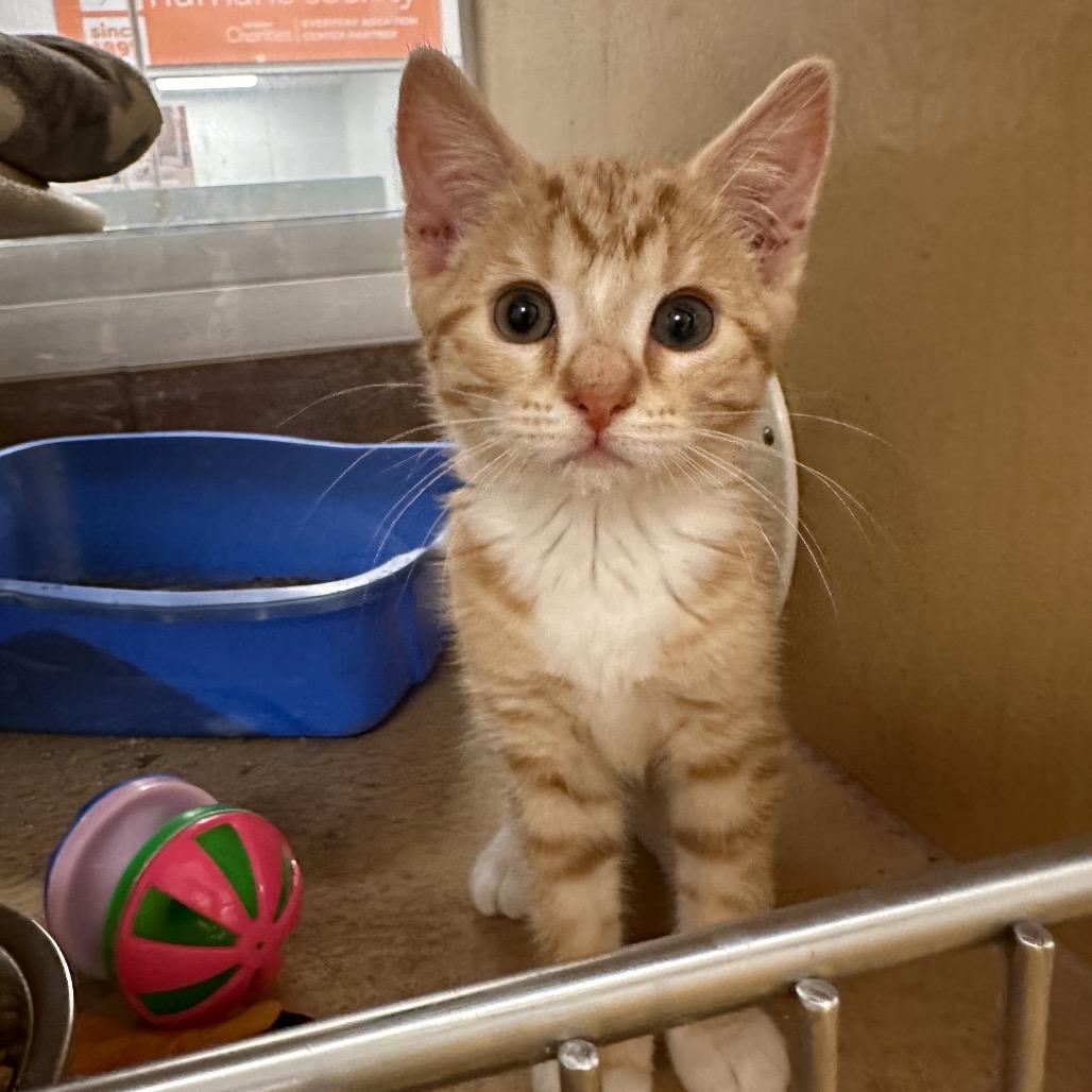 Ace, Adoptable, Kitten Male Domestic Short Hair.