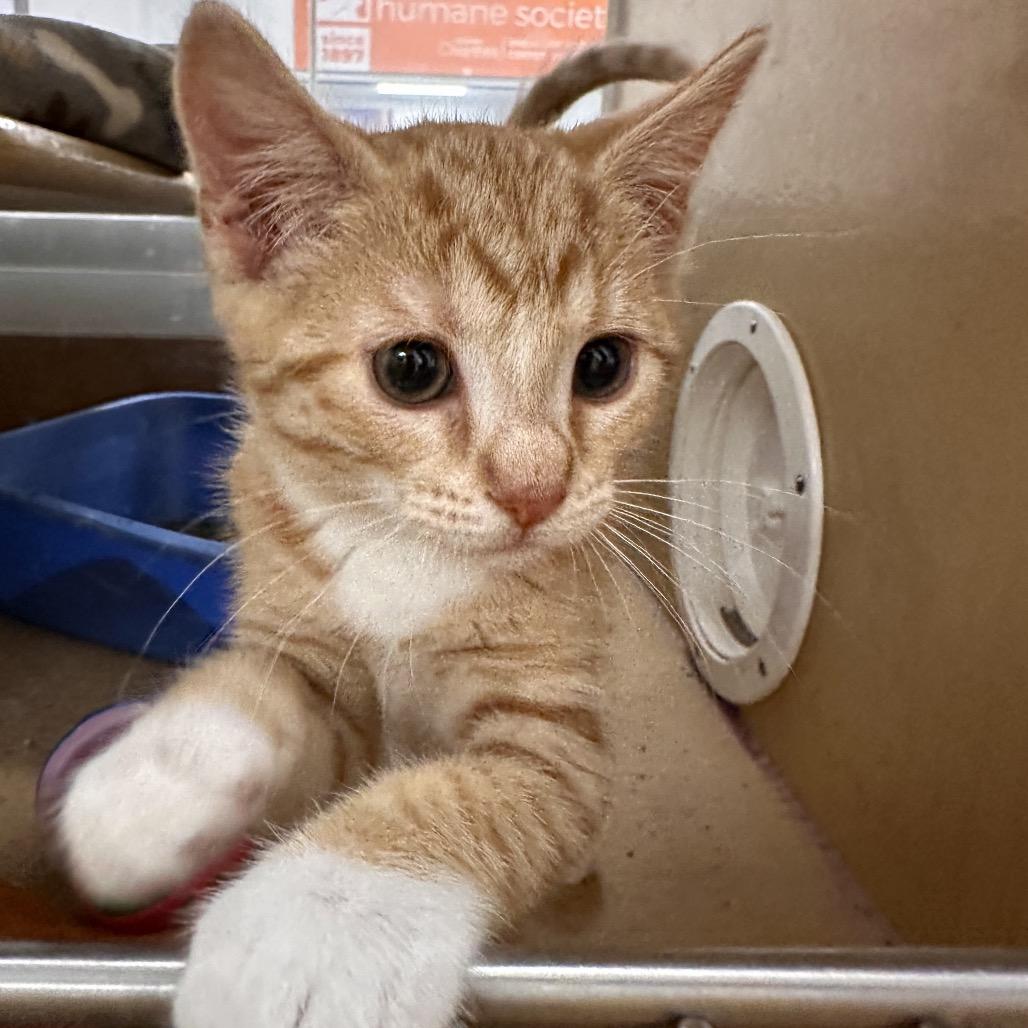 Ace, a Adoptable Domestic Short Hair in Spokane, WA image 2/4