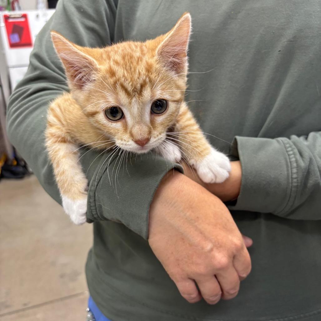 Ace, a Adoptable Domestic Short Hair in Spokane, WA image 3/4