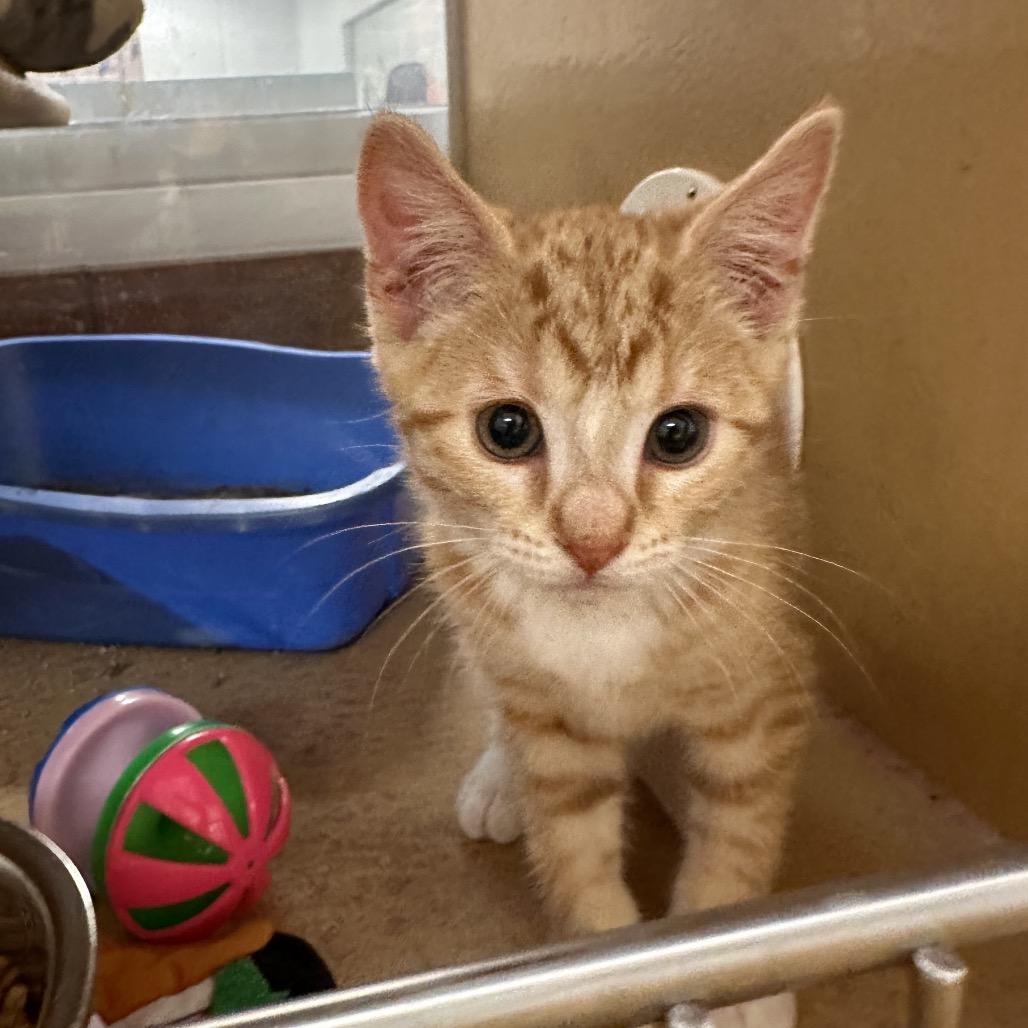 Ace, a Adoptable Domestic Short Hair in Spokane, WA image 4/4