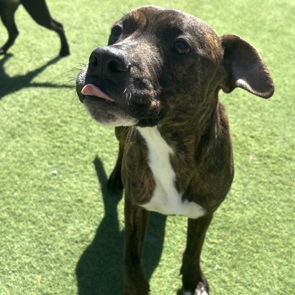 Enlarge Raptor, a ADOPTABLE Mixed Breed in Seabrook, NH image 2/5