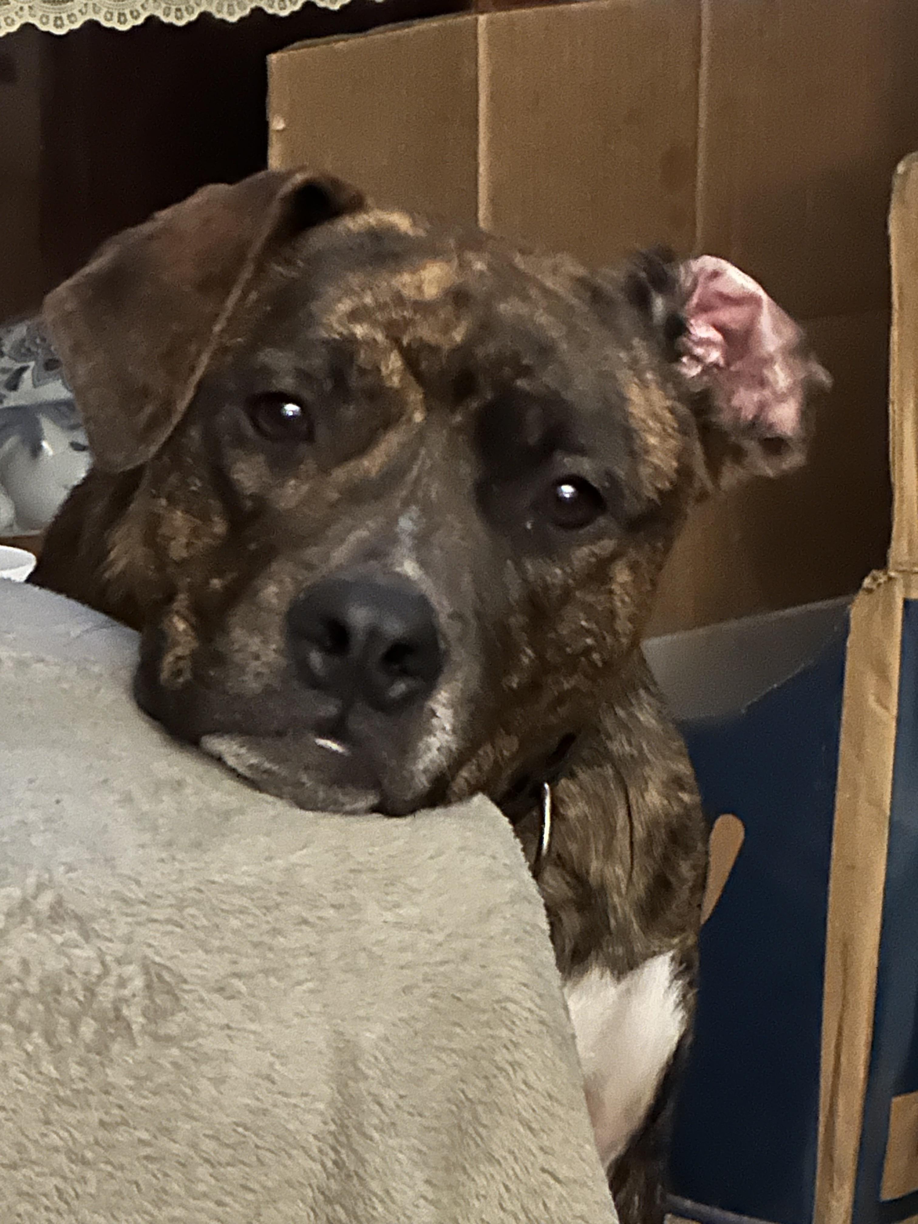 Enlarge Raptor, a ADOPTABLE Mixed Breed in Seabrook, NH image 5/5