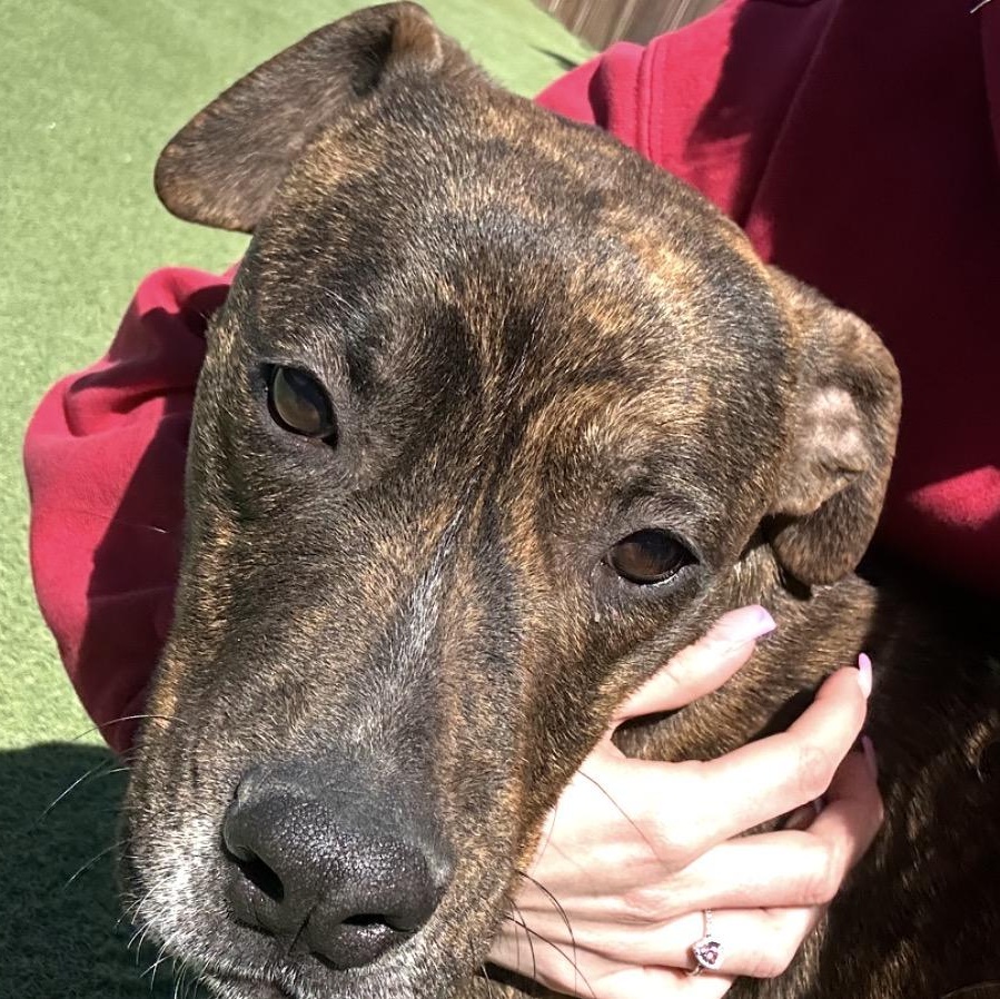 Enlarge Raptor, a ADOPTABLE Mixed Breed in Seabrook, NH image 4/5