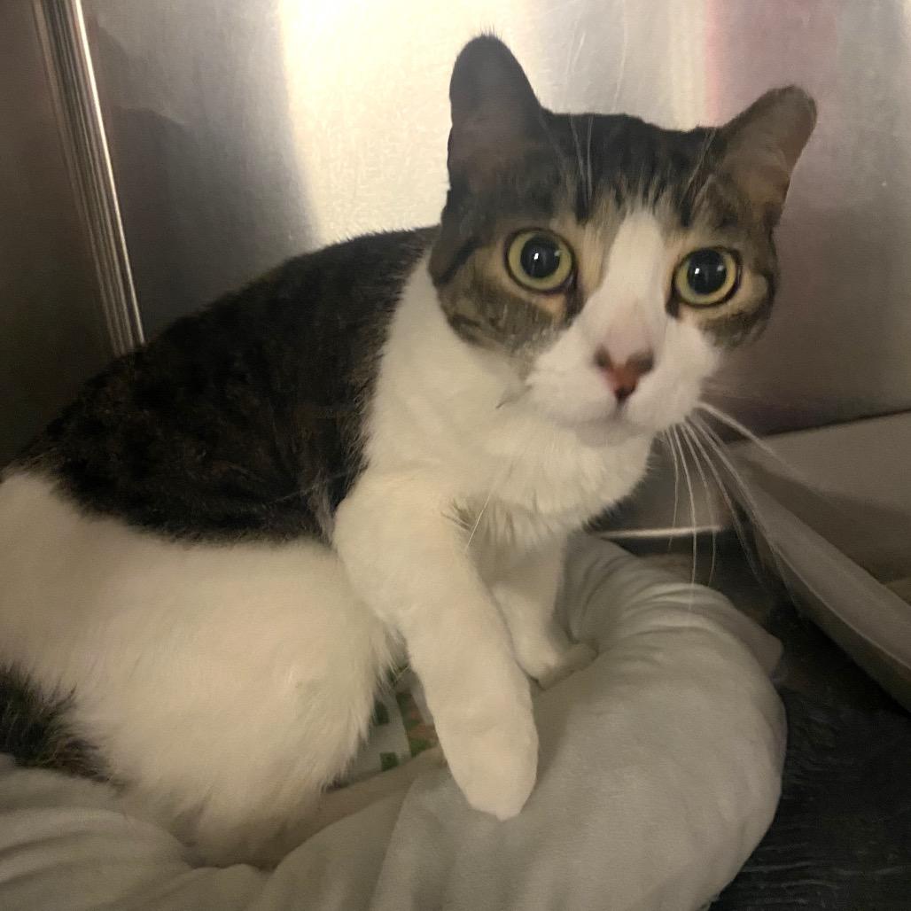 Cookie — thumbnail 2