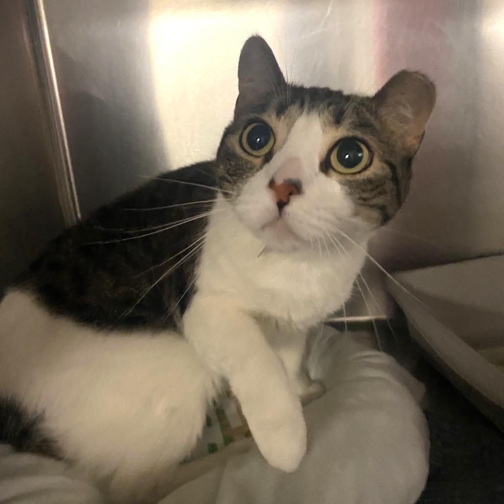 Cookie — thumbnail 4