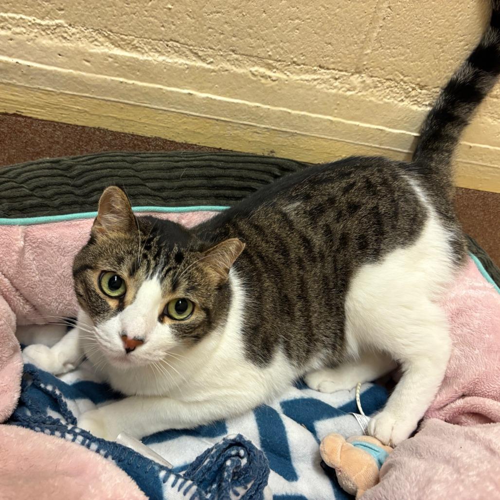 Cookie — thumbnail 5