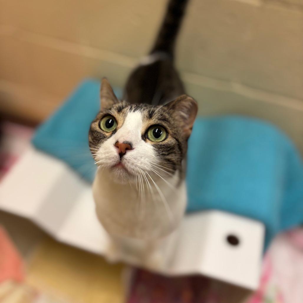 Cookie — thumbnail 6