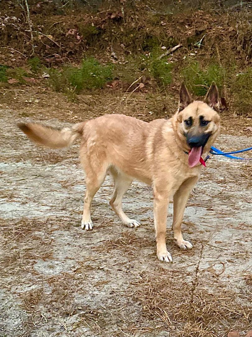 Agneya, a Adoptable German Shepherd Dog in Old Westbury, NY image 1/6