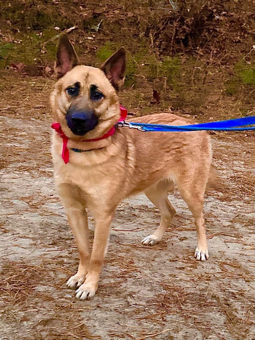Agneya, a Adoptable German Shepherd Dog in Old Westbury, NY image 2/6