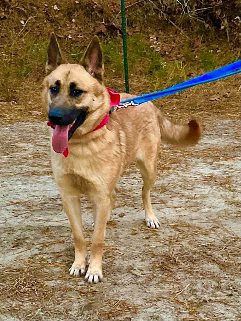 Agneya, a Adoptable German Shepherd Dog in Old Westbury, NY image 3/6