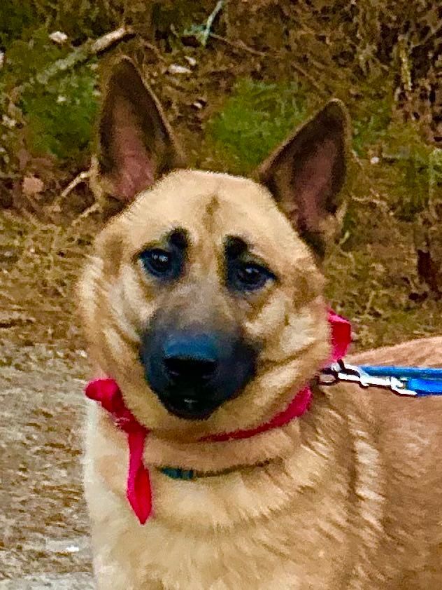Agneya, a Adoptable German Shepherd Dog in Old Westbury, NY image 4/6