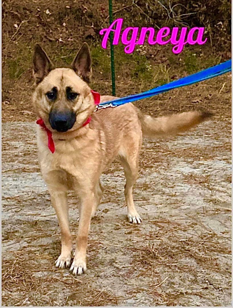 Agneya, a Adoptable German Shepherd Dog in Old Westbury, NY image 5/6