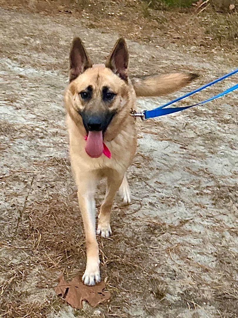 Agneya, a Adoptable German Shepherd Dog in Old Westbury, NY image 6/6