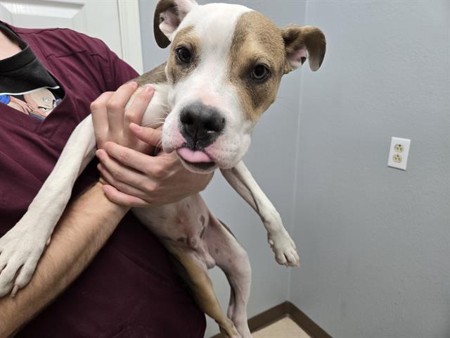 Enlarge SPEED RACER, a Adoptable mixed breed in Killeen, TX image 1/1