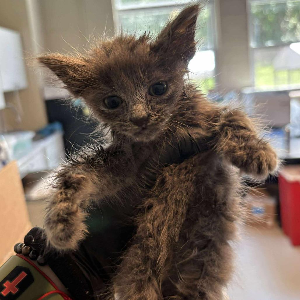 Enlarge Arden/OC- OKC, a Adoptable Domestic Short Hair in Huntington, WV image 1/1