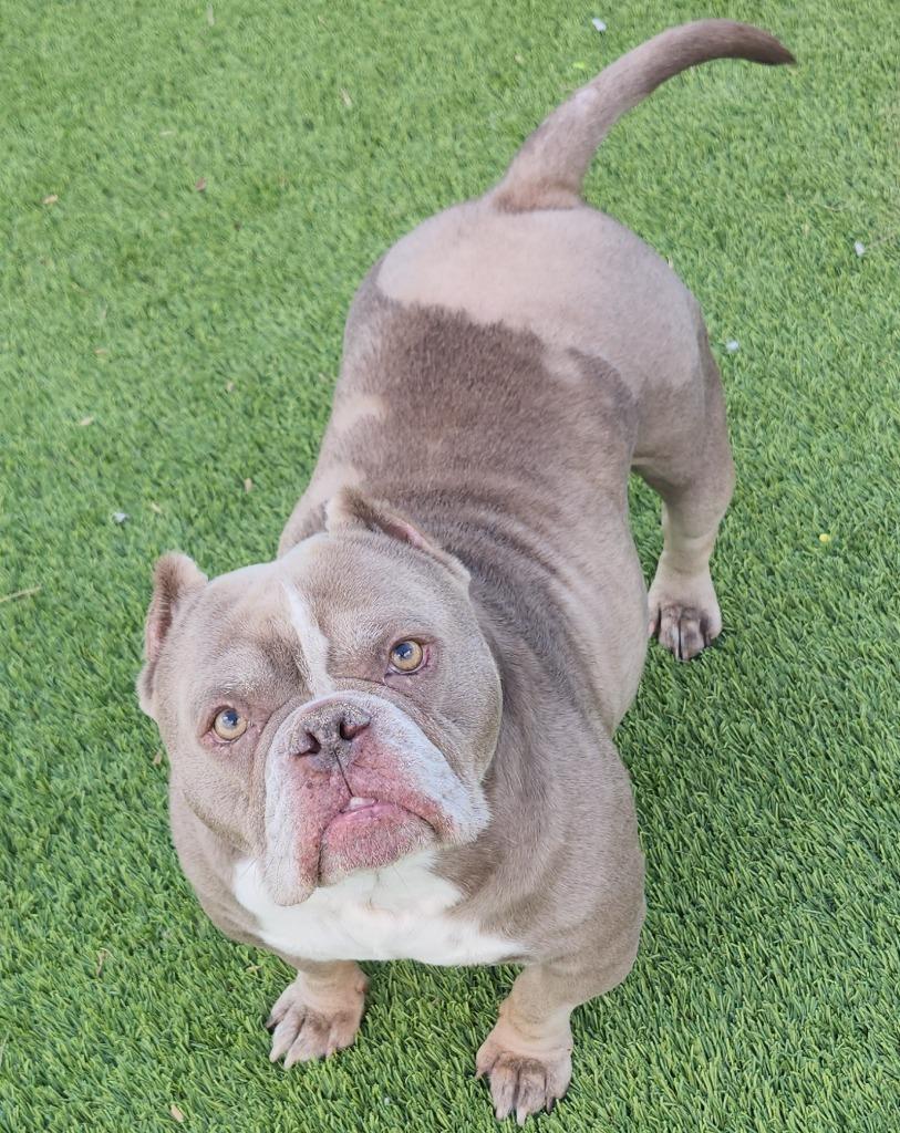 Enlarge Lydia, an adopted mixed breed in Frankfort, KY image 1/2