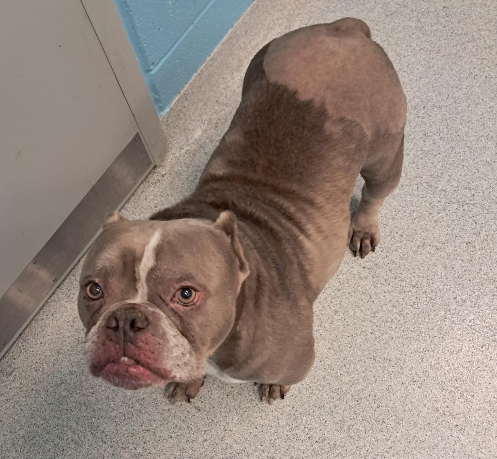 Enlarge Lydia, an adopted mixed breed in Frankfort, KY image 2/2