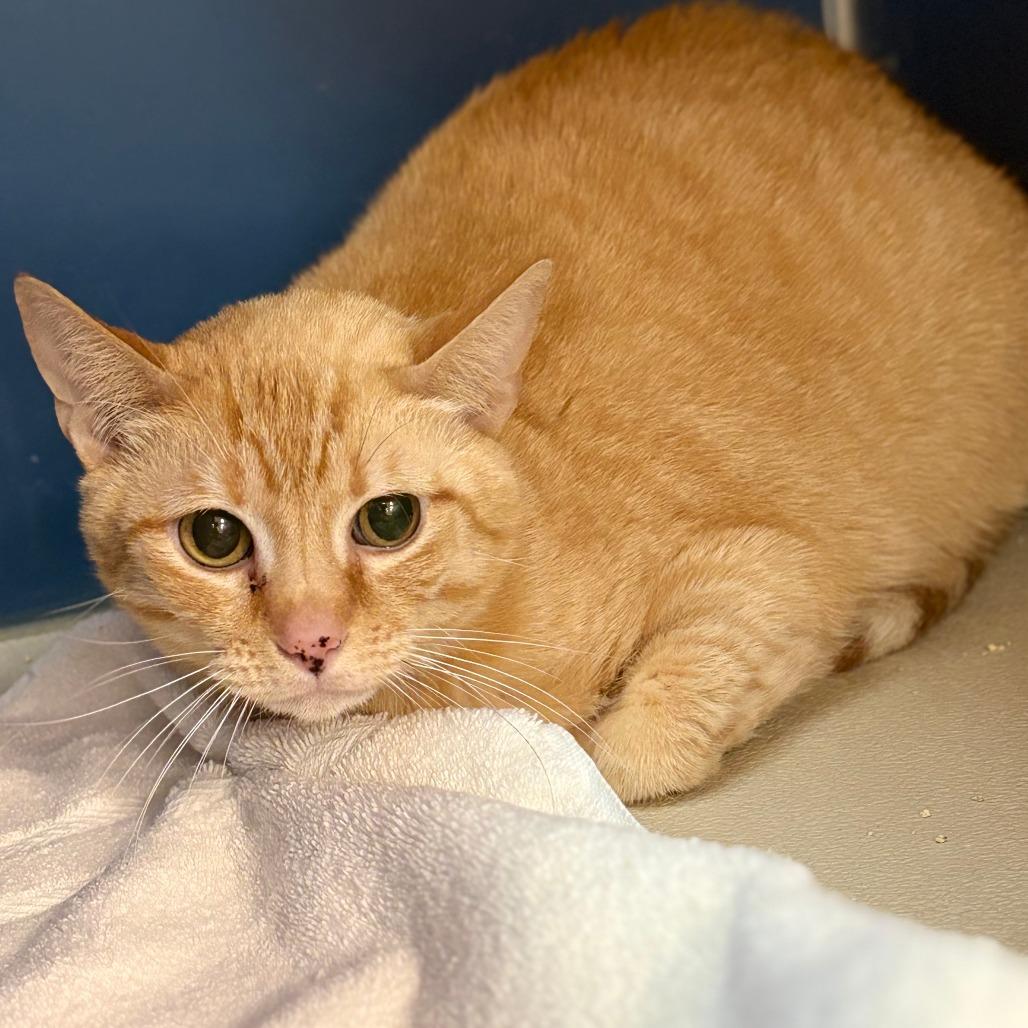 Sweetie, Adoptable, Adult Female Domestic Short Hair.