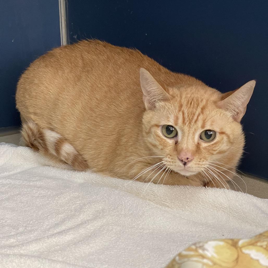 Sweetie, a Adoptable Domestic Short Hair in Tulsa, OK image 2/2