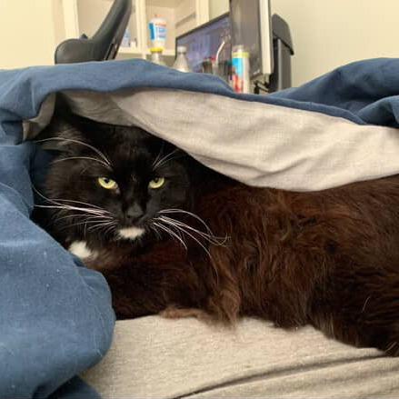 Socks, Adoptable, Adult Male Domestic Long Hair.