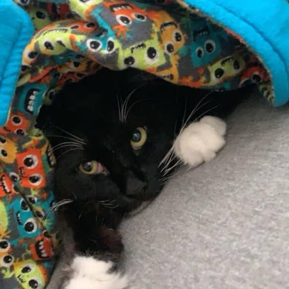 Socks, a Adoptable Domestic Long Hair in Santa Barbara, CA image 2/4