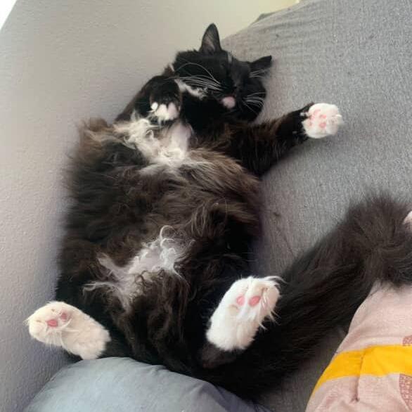 Socks, a Adoptable Domestic Long Hair in Santa Barbara, CA image 4/4