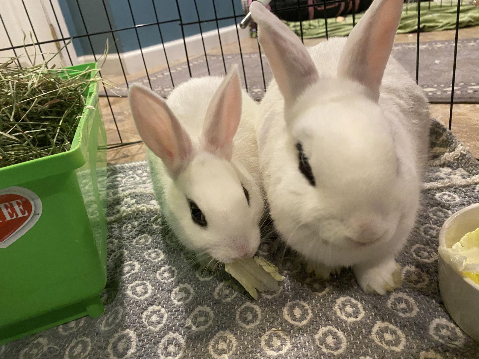 Luna's Saturn RABBIT, Adoptable, Adult Male Hotot.