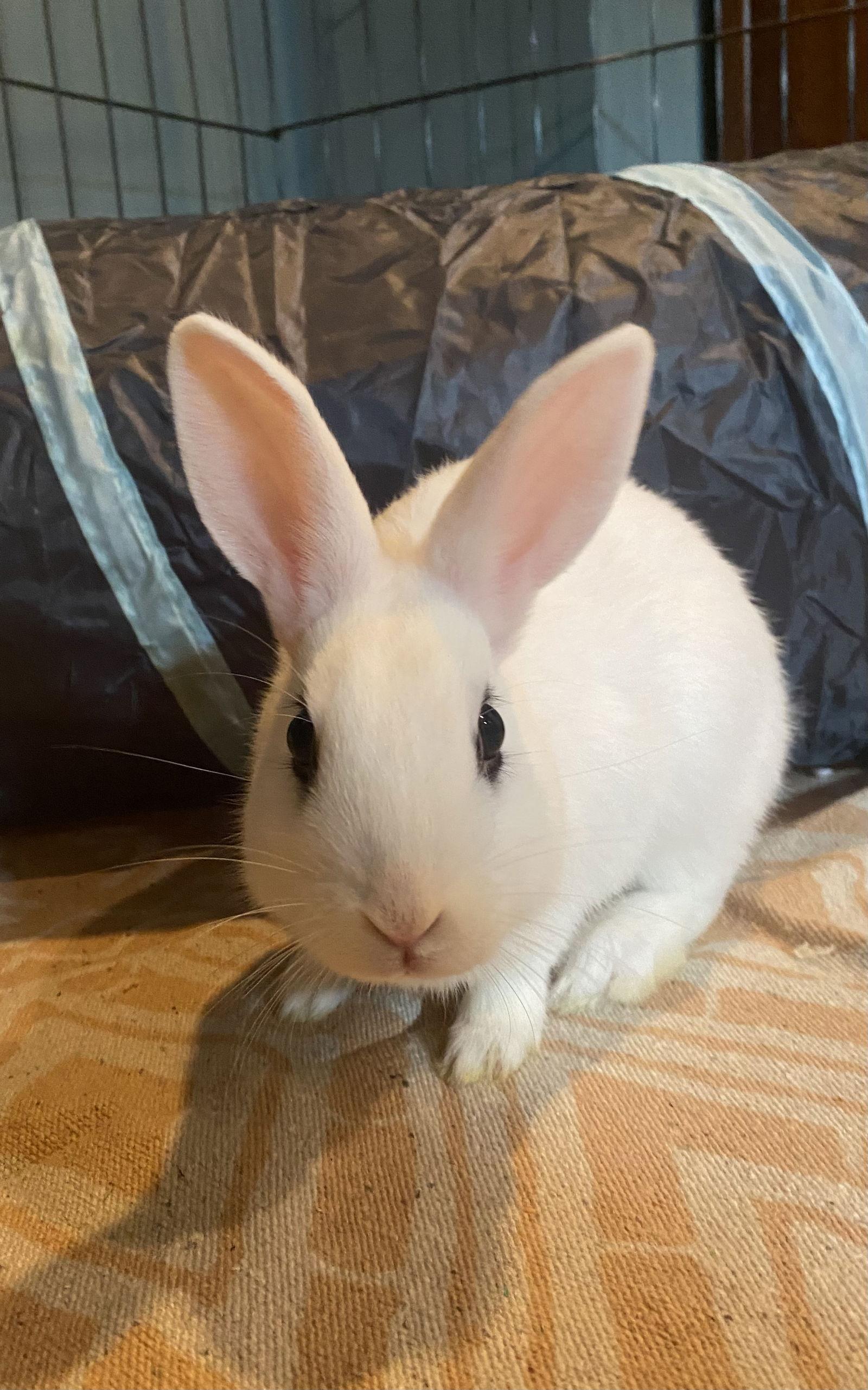 Luna's Saturn RABBIT, a Adoptable Hotot in Rockaway, NJ image 2/3