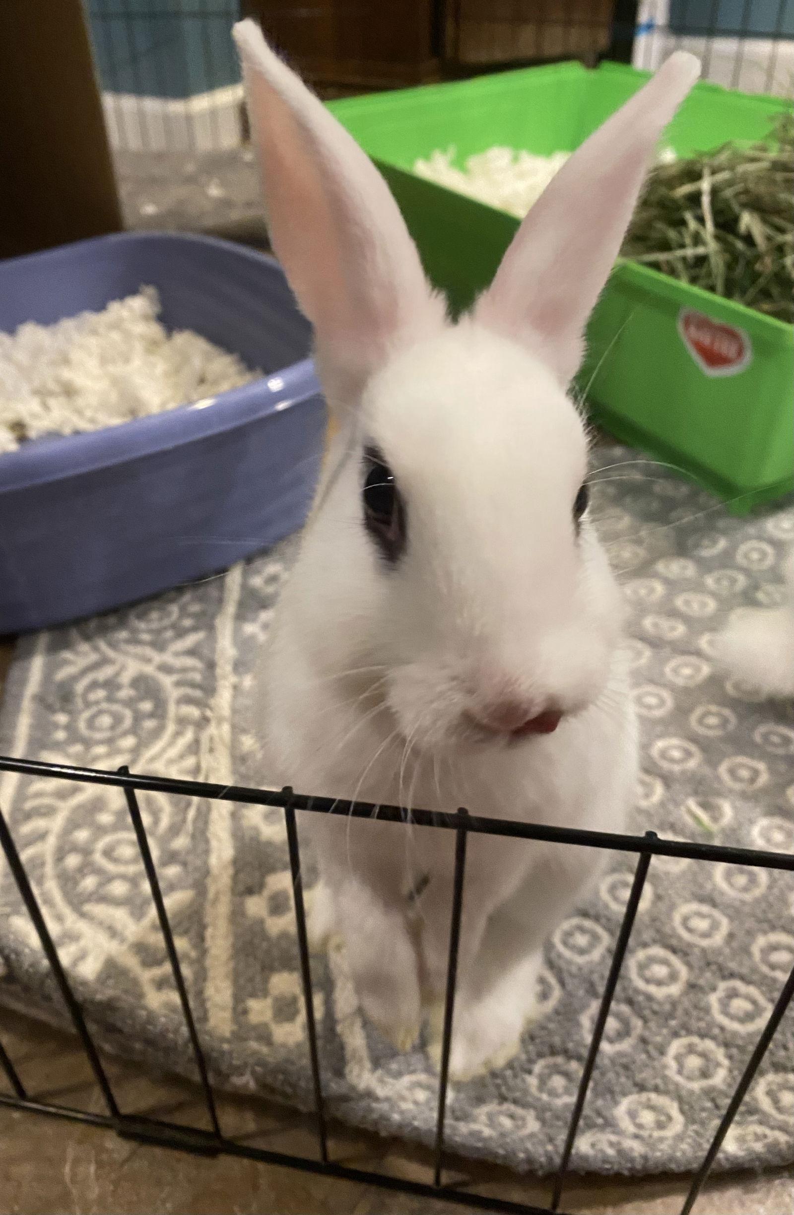 Luna's Saturn RABBIT, a Adoptable Hotot in Rockaway, NJ image 3/3