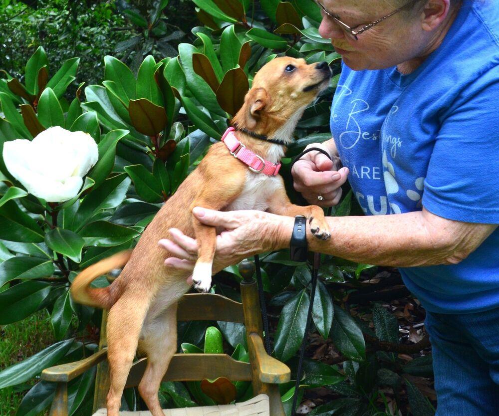 Pippi, a Adoptable Chihuahua in Willingboro, NJ image 1/5