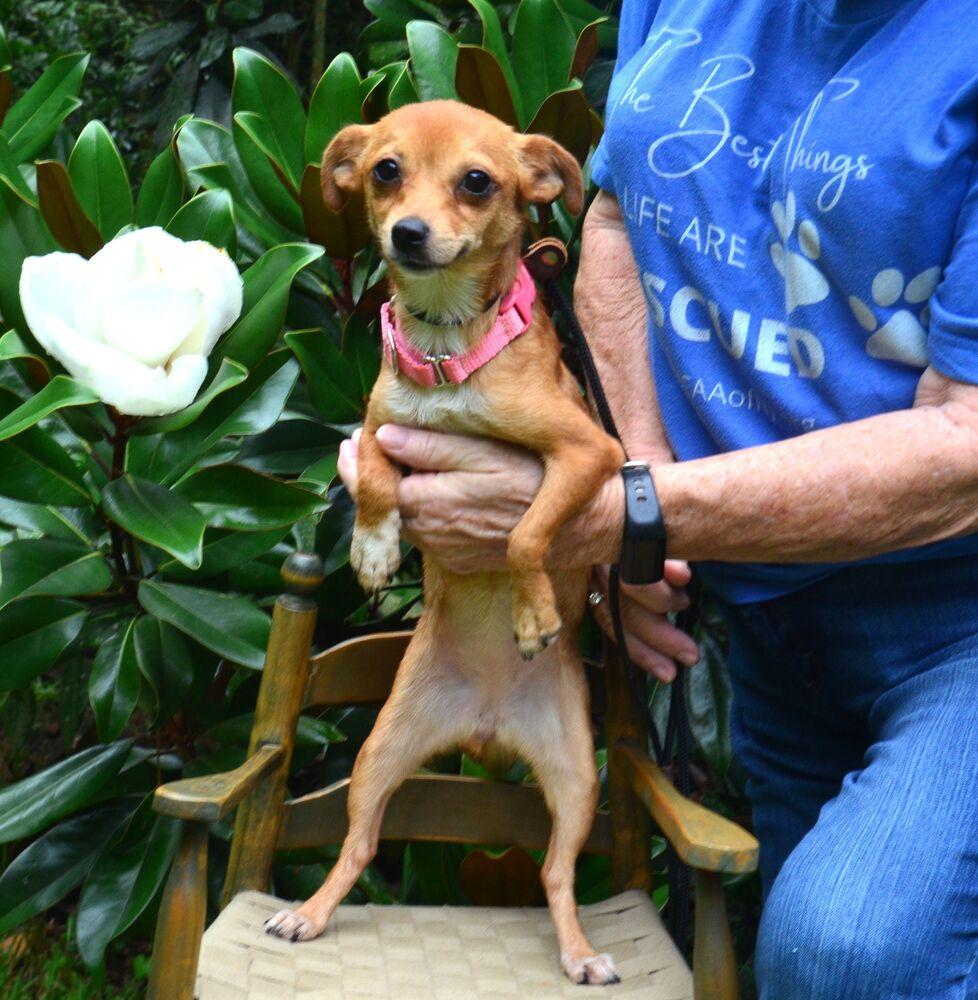 Pippi, a Adoptable Chihuahua in Willingboro, NJ image 2/5