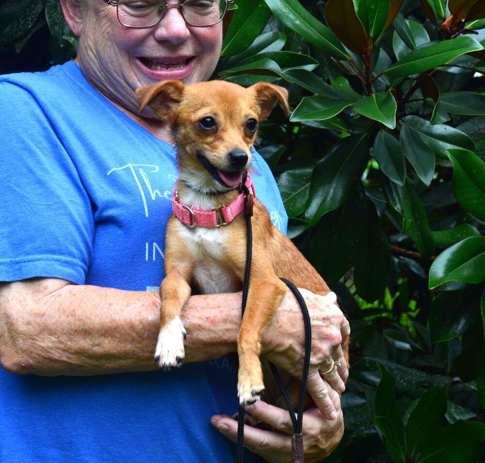 Pippi, a Adoptable Chihuahua in Willingboro, NJ image 3/5