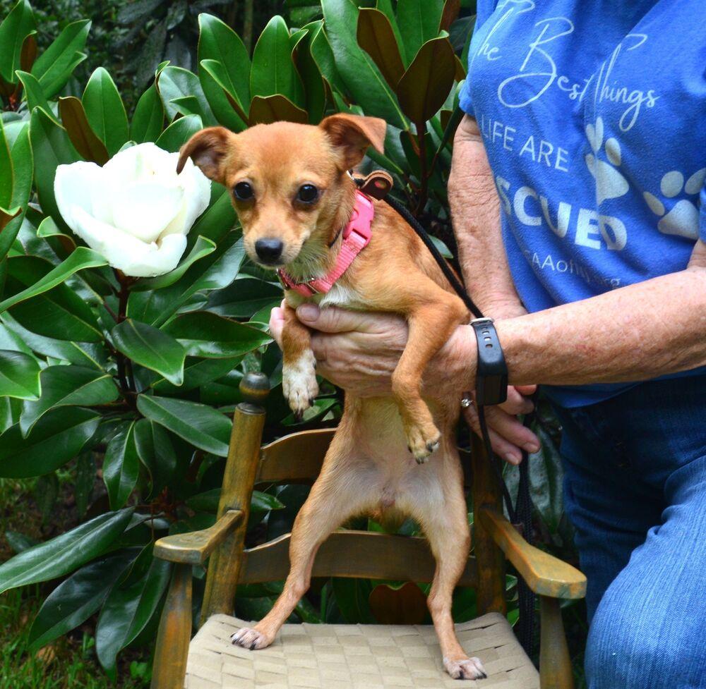 Pippi, a Adoptable Chihuahua in Willingboro, NJ image 4/5