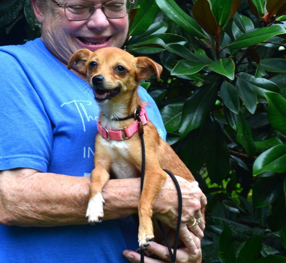 Pippi, a Adoptable Chihuahua in Willingboro, NJ image 5/5