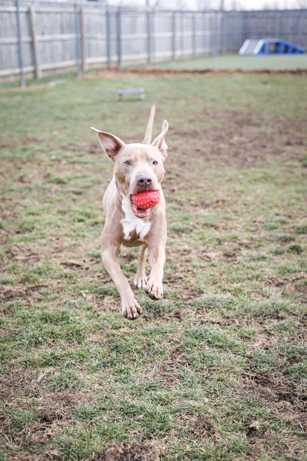 Enlarge Sullivan, a Adoptable mixed breed in Columbus, OH image 4/6